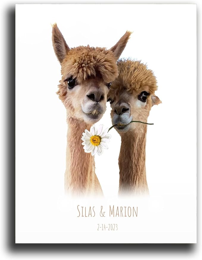 24 - Llama Love